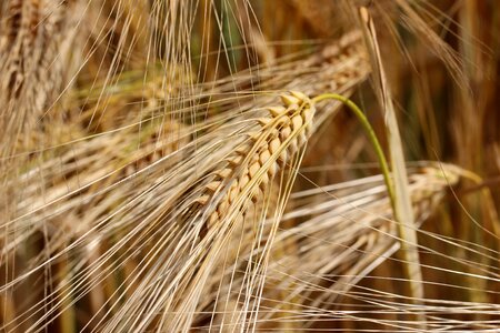 Spike harvest wheat field
