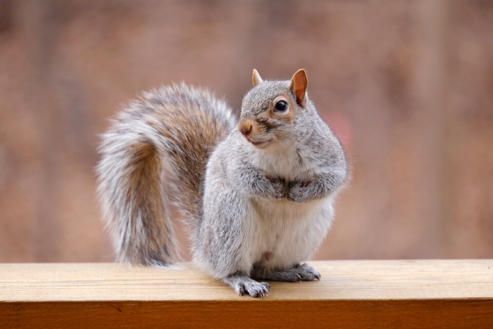 Nature squirrel animal