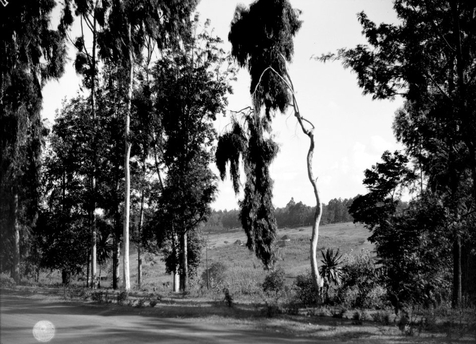 ETH-BIB-Bäume an einer Landstrasse-Kilimanjaroflug 1929-30-LBS MH02-07-0253