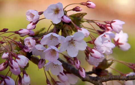 Flowering spring buds