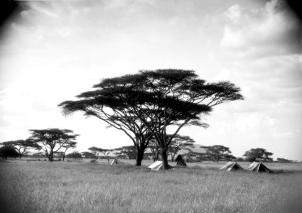 ETH-BIB-Camp Serengeti unter Schirmakazien-Kilimanjaroflug 1929-30-LBS MH02-07-0491 photo
