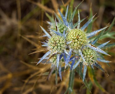 Grass flower station of inspiration