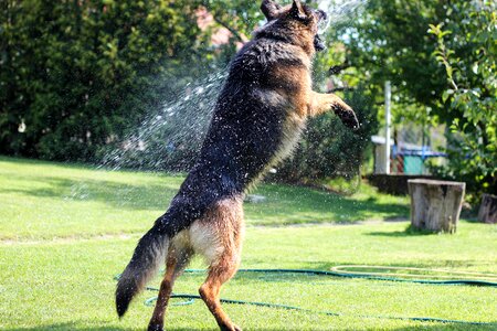 Animals grass dogs