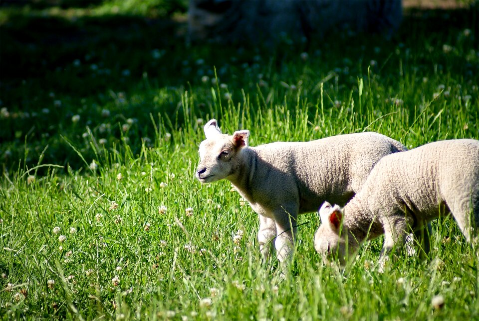 Young sheep cute animal world