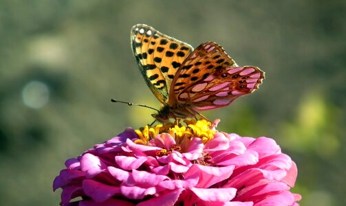Flower zinnia summer