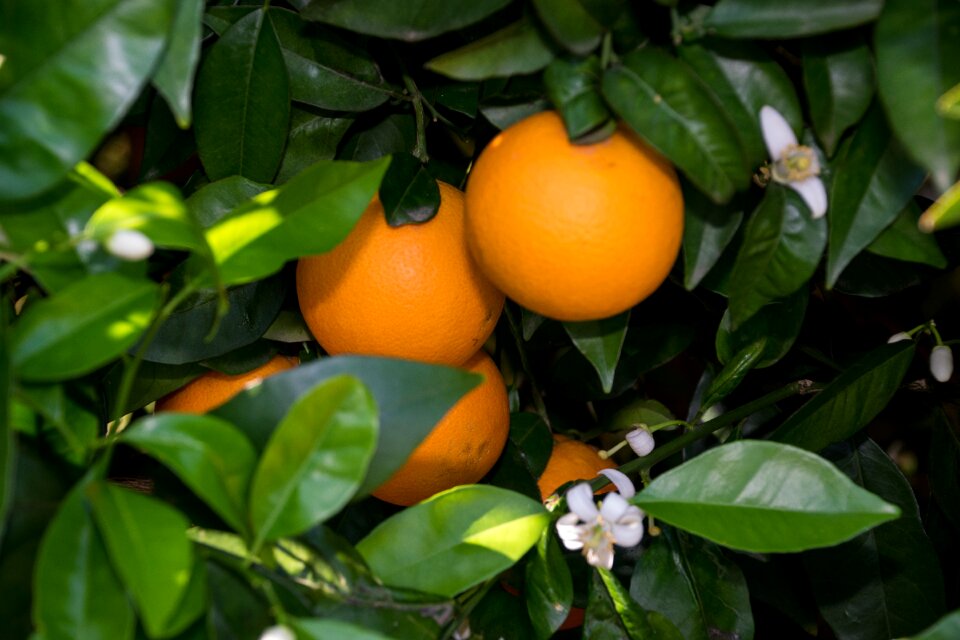 Nature garden oranges