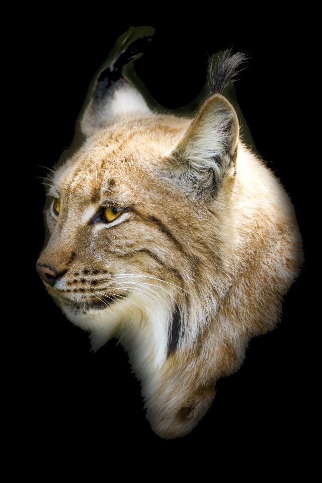 Carnivore animal mammal