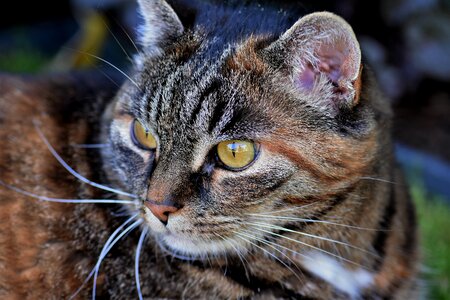 Pet cat's eyes cat portrait
