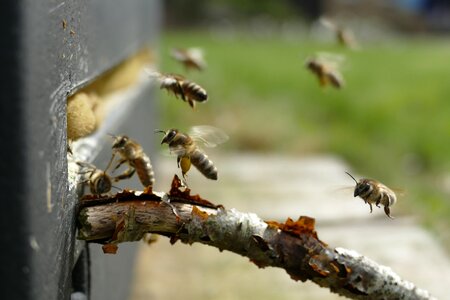 Insect nature animal world