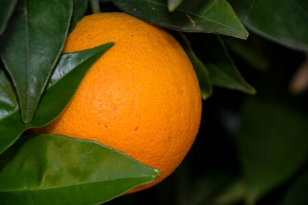 Food tropical nature