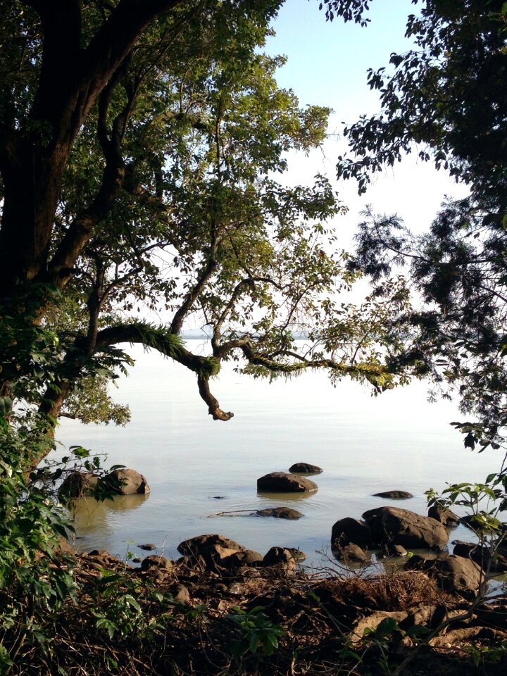 Landscape nature trees