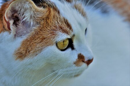 Pet cat's eyes cat portrait