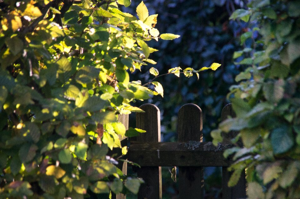 Garden fence border gate