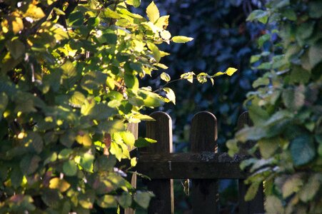 Garden fence border gate photo