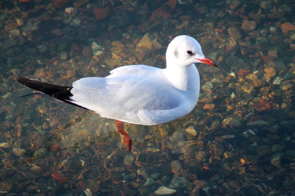 Bird animals water