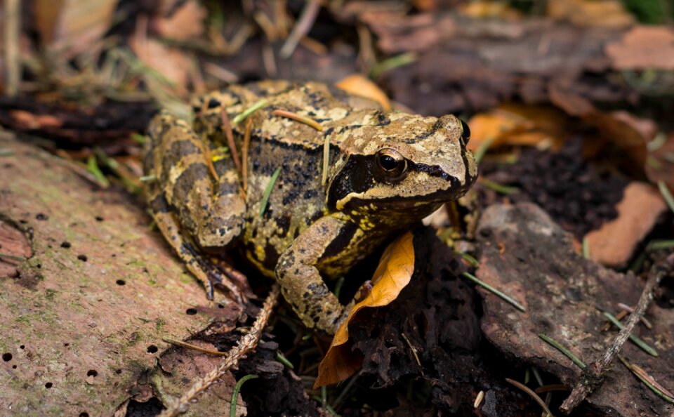 Amphibian reptile station of inspiration