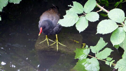 Pond nature fauna
