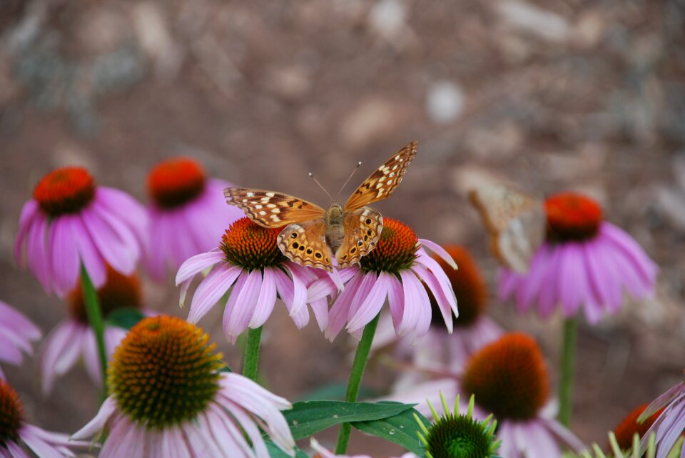Coneflower purple insect