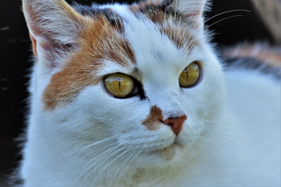Pet cat's eyes cat portrait