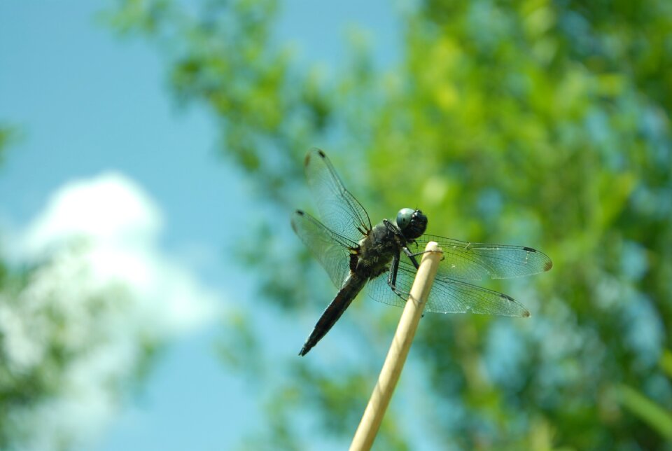 Dragonflies różnoskrzydłe animals summer