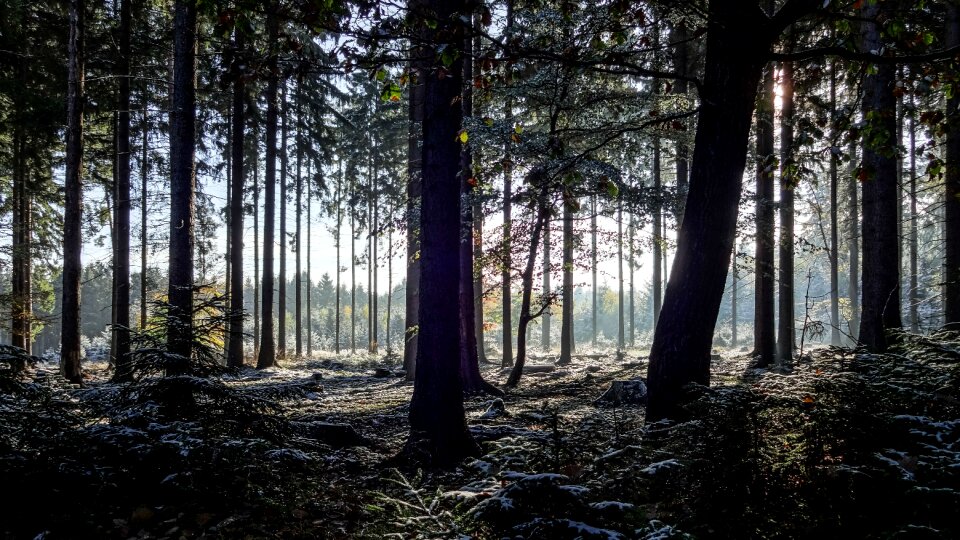 Conifers monoculture firs photo