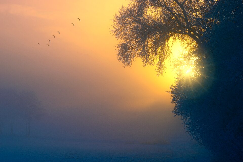Tree aesthetic sunset