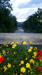 Water bridge flowers