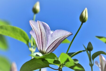 Bloom bloom plant
