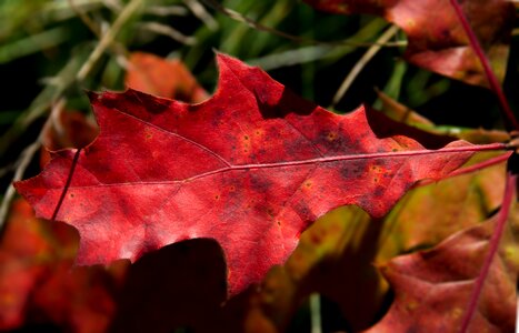 Autumn oak colorful photo