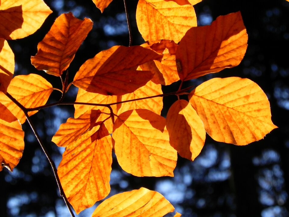 Nature bright branch