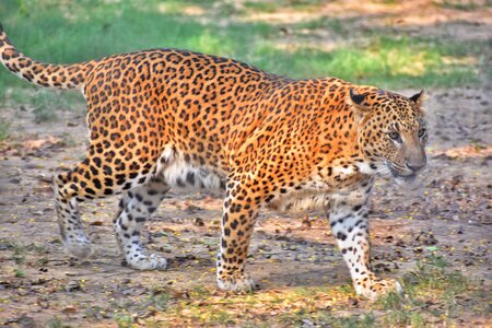 Leopard carnivore wild