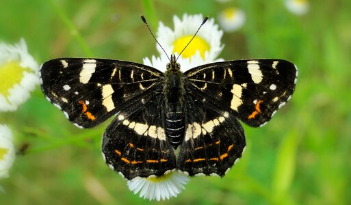Animals at the court of butterflies