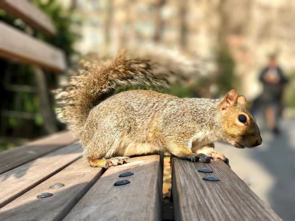 Squirrel park public