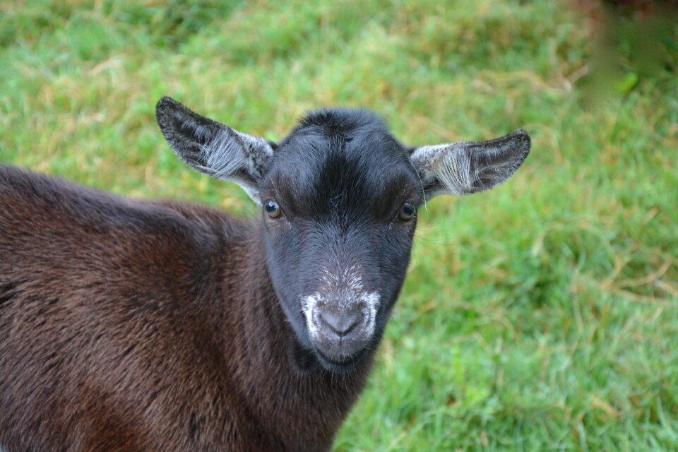 Young eat grass photo