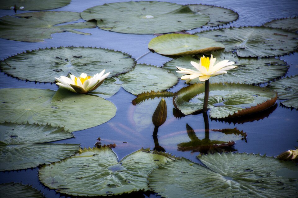 Botany flora water