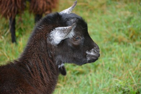 Ruminant young close