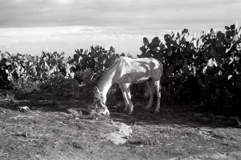 ETH-BIB-Ein Pferd vor Kakteen-Nordafrikaflug 1932-LBS MH02-13-0168