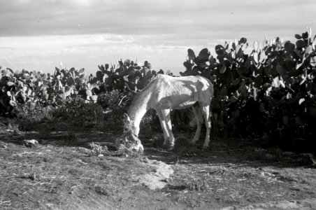 ETH-BIB-Ein Pferd vor Kakteen-Nordafrikaflug 1932-LBS MH02-13-0168