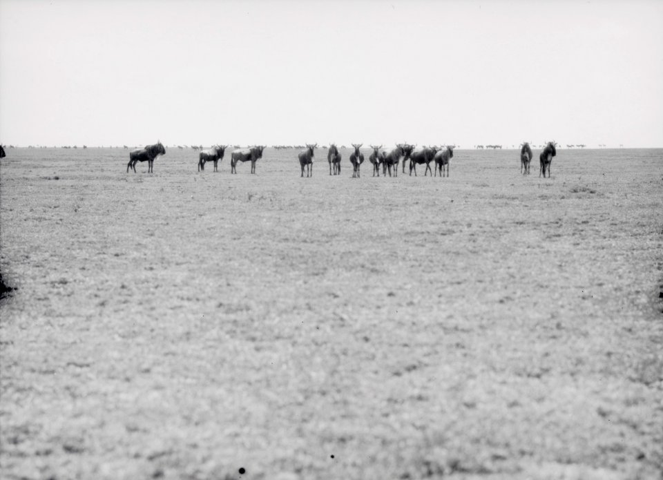 ETH-BIB-Eine Herde Wildebeest (Gnus)-Kilimanjaroflug 1929-30-LBS MH02-07-0063