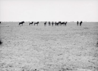 ETH-BIB-Eine Herde Wildebeest (Gnus)-Kilimanjaroflug 1929-30-LBS MH02-07-0063