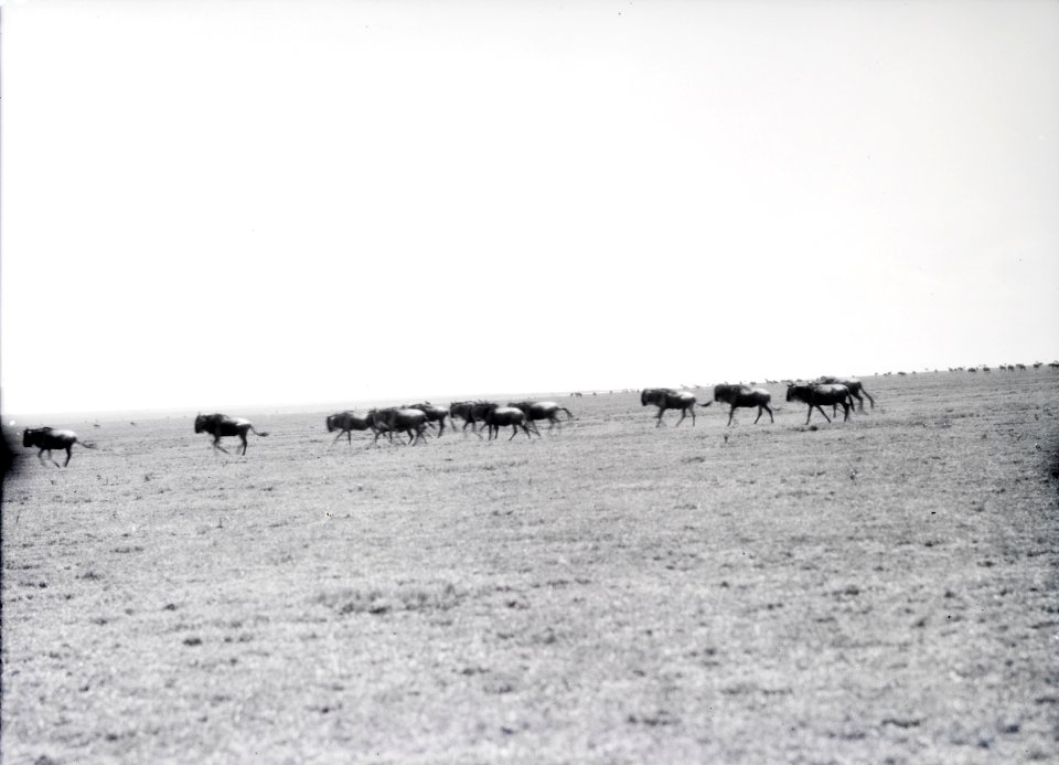 ETH-BIB-Eine Herde Wildebeest (Gnu)-Kilimanjaroflug 1929-30-LBS MH02-07-0359
