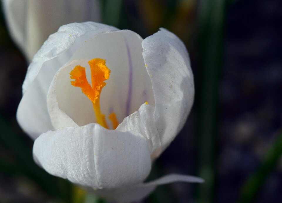 Bloom pistil spring