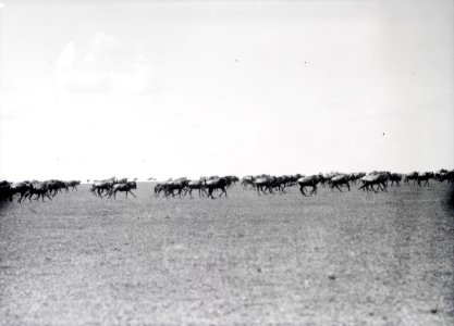 ETH-BIB-Eine Herde Gnus-Kilimanjaroflug 1929-30-LBS MH02-07-0360 photo