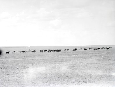 ETH-BIB-Eine Herde Gnus in der Serengeti-Kilimanjaroflug 1929-30-LBS MH02-07-0375