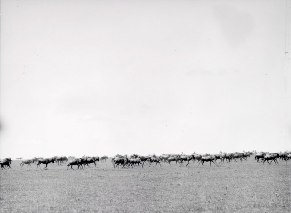 ETH-BIB-Eine Herde Wildebeest, eine Art Kuhantilope-Kilimanjaroflug 1929-30-LBS MH02-07-0061