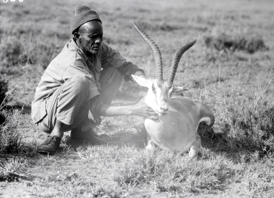 ETH-BIB-Einheimischer mit geschossener Pferdeantilope-Kilimanjaroflug 1929-30-LBS MH02-07-0368