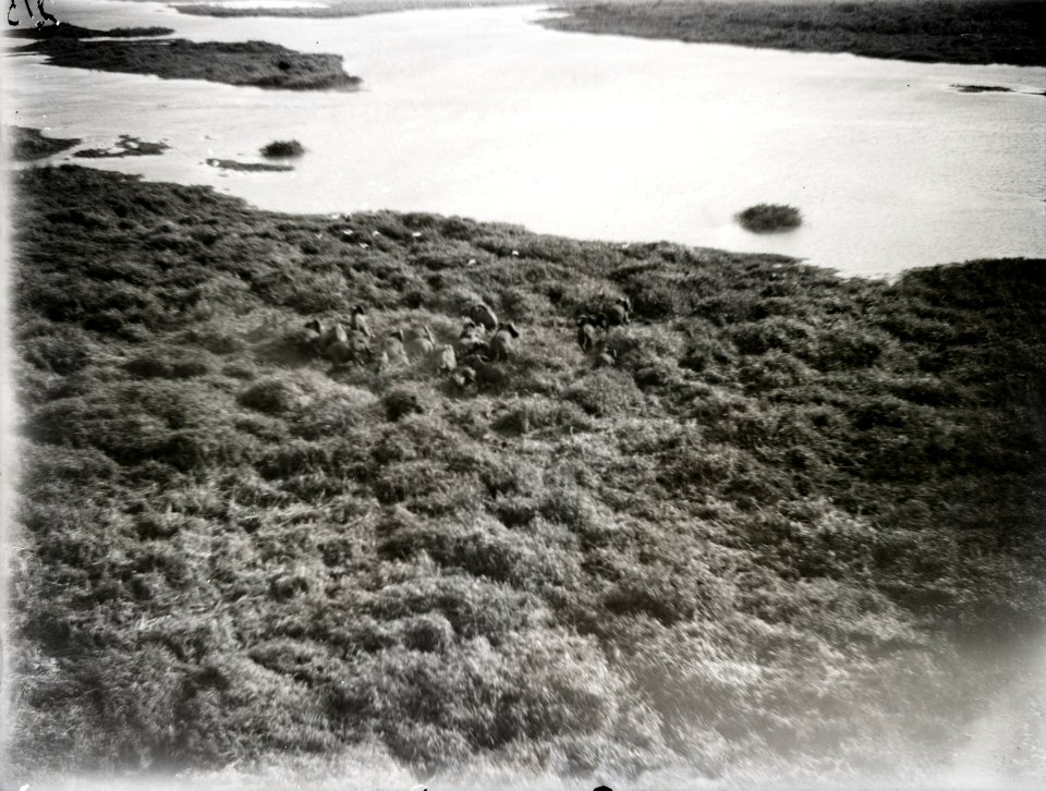 ETH-BIB-Elefantenherde an Fluss-Kilimanjaroflug 1929-30-LBS MH02-07-0215
