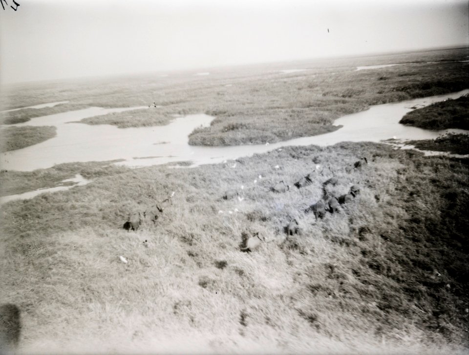 ETH-BIB-Elefanten in Flusslandschaft-Kilimanjaroflug 1929-30-LBS MH02-07-0211