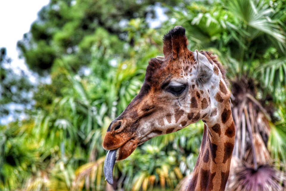 Animals savannah spotted