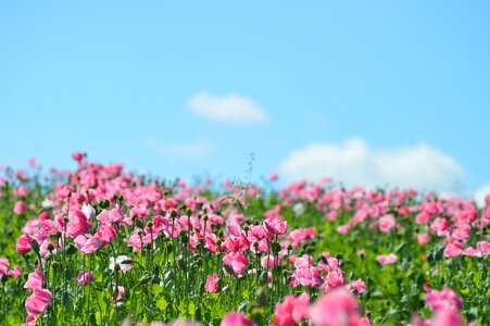 Pink germerode poppies